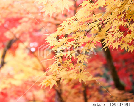 紅葉したモミジ 紅葉したモミジ 109537691
