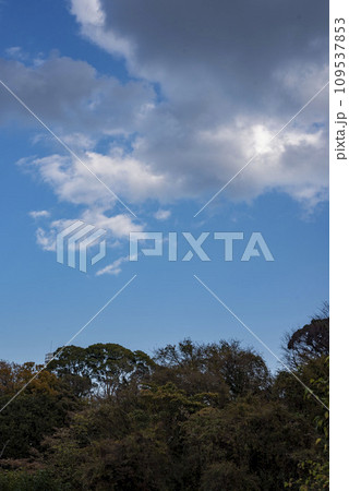 横浜12月 岡村公園5 横浜12月 岡村公園5 109537853