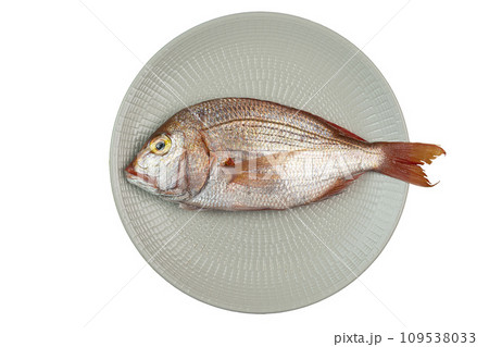 Snapper fish 109538033