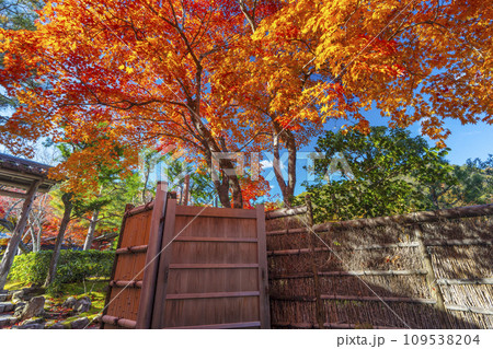 秋の京都　紅葉に包まれた化野念仏寺　参道 109538204