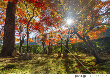 秋の京都　紅葉に包まれた化野念仏寺 109538207
