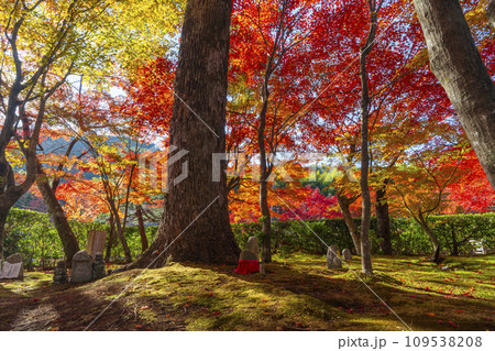 秋の京都 紅葉に包まれた化野念仏寺 秋の京都 紅葉に包まれた化野念仏寺 109538208