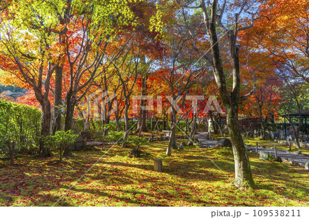 秋の京都　紅葉に包まれた化野念仏寺 109538211