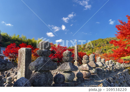 秋の京都　化野念仏寺　紅葉に包まれた西院の河原 109538220