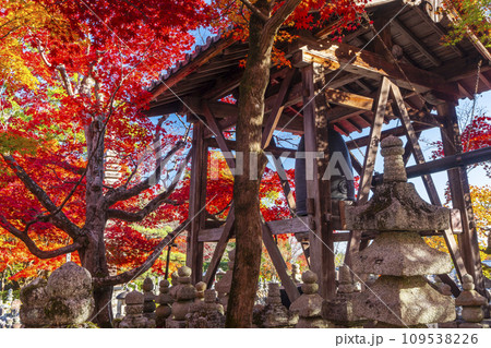 秋の京都　化野念仏寺　紅葉に包まれた鐘楼 109538226