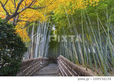 秋の京都 化野念仏寺 紅葉に包まれた竹林の小径 秋の京都 化野念仏寺 紅葉に包まれた竹林の小径 109538238