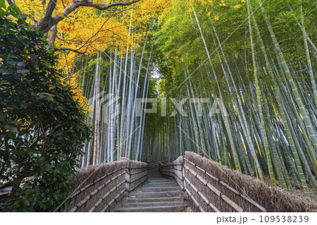 秋の京都 化野念仏寺 紅葉に包まれた竹林の小径 秋の京都 化野念仏寺 紅葉に包まれた竹林の小径 109538239