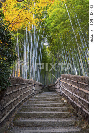 秋の京都　化野念仏寺　紅葉に包まれた竹林の小径 109538243