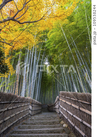 秋の京都　化野念仏寺　紅葉に包まれた竹林の小径 109538244