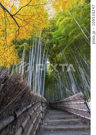 秋の京都　化野念仏寺　紅葉に包まれた竹林の小径 109538247