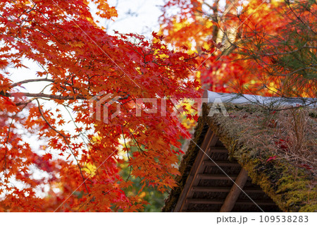 秋の京都 化野念仏寺 紅葉と茅葺き屋根 秋の京都 化野念仏寺 紅葉と茅葺き屋根 109538283