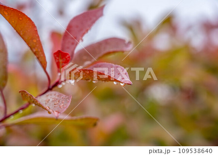 雨の日のレッドロビン～西洋要黐～ 109538640