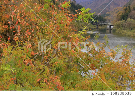 紅葉の只見線 紅葉の只見線 109539039