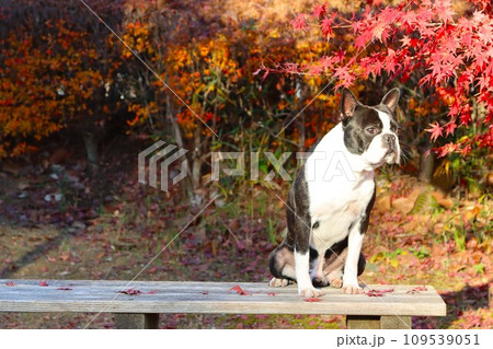綺麗な紅葉の前のベンチに座って景色を眺めるボストンテリアのマイティ君♡ 綺麗な紅葉の前のベンチに座って景色を眺めるボストンテリアのマイティ君♡ 109539051