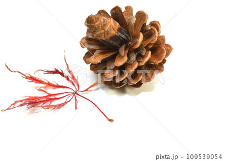 一枚の紅葉した楓と一個の松ぼっくり・鳳凰と松ぼっくり 109539054