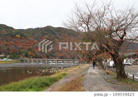 曇天の紅葉する桂川と嵐山、渡月橋(京都市右京区) 曇天の紅葉する桂川と嵐山、渡月橋(京都市右京区) 109539825