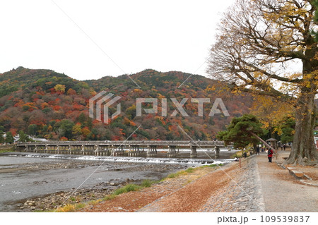 曇天の紅葉する桂川と嵐山、渡月橋(京都市右京区) 曇天の紅葉する桂川と嵐山、渡月橋(京都市右京区) 109539837