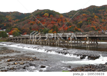 曇天の紅葉する桂川と嵐山、渡月橋（京都市右京区） 109539839
