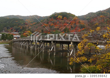 曇天の紅葉する桂川と嵐山、渡月橋(京都市右京区) 曇天の紅葉する桂川と嵐山、渡月橋(京都市右京区) 109539842