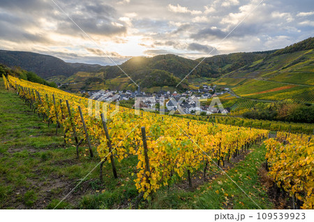 Mayschoss, Ahr, Rhineland-Palatinate, Germany Mayschoss, Ahr, Rhineland-Palatinate, Germany 109539923