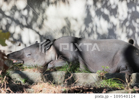 ベアードバク ベアードバク 109540114