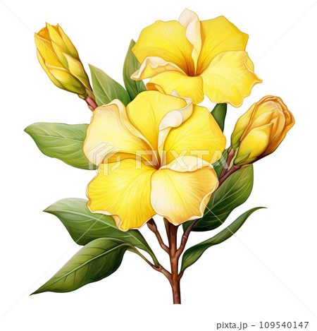 yellow flowers and green leaves isolated on white 109540147