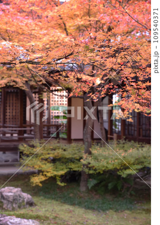 建仁寺　潮音庭　秋 109540371