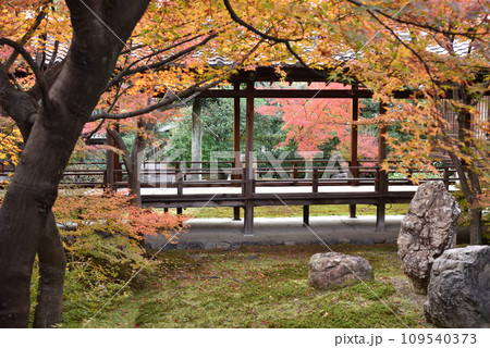 建仁寺 潮音庭 秋 建仁寺 潮音庭 秋 109540373
