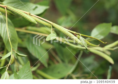 毒のある、モロヘイヤの実 毒のある、モロヘイヤの実 109540439