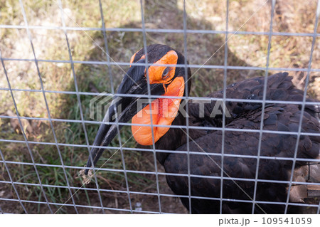 A beautiful rhinoceros bird with black feathers and a red crop stands near the bars in the zoo. A rhinoceros bird watches the zoo's visitors with curiosity. Rhinoceros bird concept in a zoo. 109541059