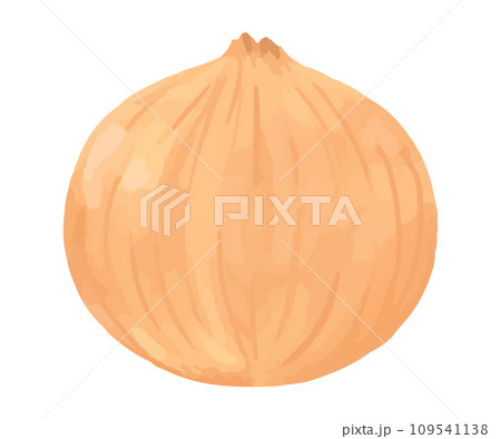 玉ねぎの手描き風イラスト 玉ねぎの手描き風イラスト 109541138