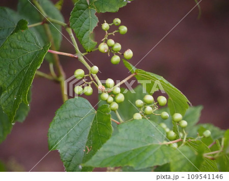 つる植物　実をつけたノブドウ 109541146