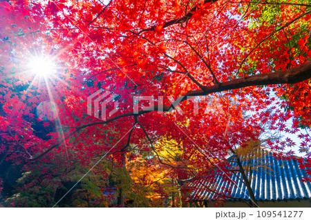 京都市　燃えるような紅葉と今熊野観音寺の大師堂 109541277