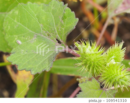 ひっつき虫　オナモミの実 109541310