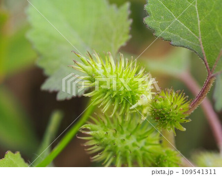 ひっつき虫 オナモミの実 ひっつき虫 オナモミの実 109541311