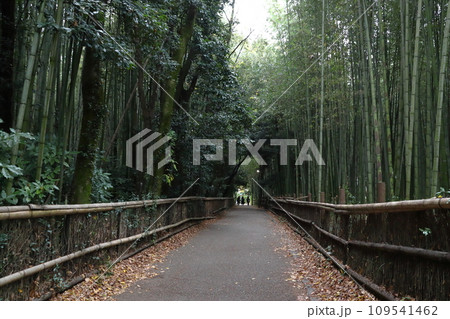 京都嵐山：竹林の小径にて（京都市右京区） 109541462