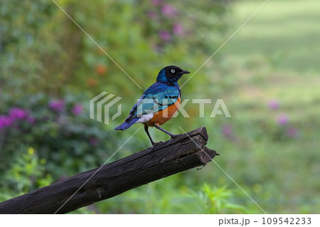 The East African songbird of the starling family Superb Starling (Spreo superbus) 109542233