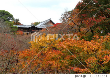 秋の東福寺通天橋の紅葉(京都市東山区) 秋の東福寺通天橋の紅葉(京都市東山区) 109542661