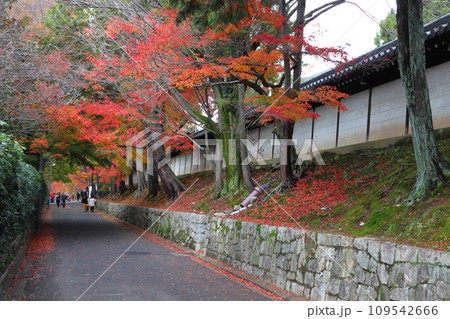 東福寺臥雲橋へ続く紅葉する路地（京都市東山区） 109542666