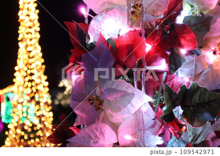 クリスマスイルミネーション/フローランテ宮崎 109542971