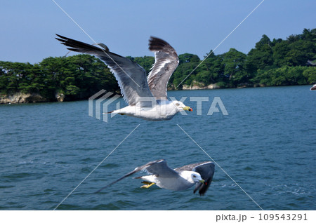 飛び交うカモメ 飛び交うカモメ 109543291