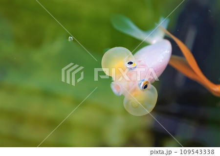 スイホウガン　水泡眼　バブルアイ　Bubble Eye 109543338