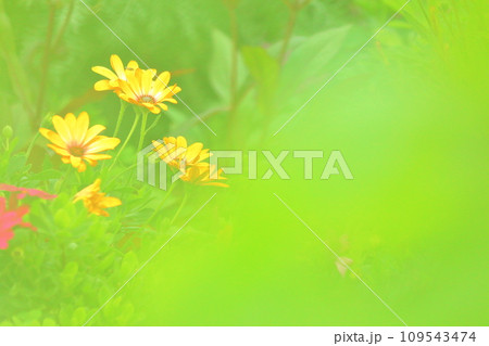 春、色とりどりの花々 春、色とりどりの花々 109543474