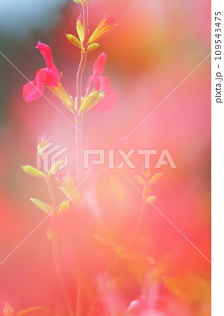 春、色とりどりの花々 春、色とりどりの花々 109543475