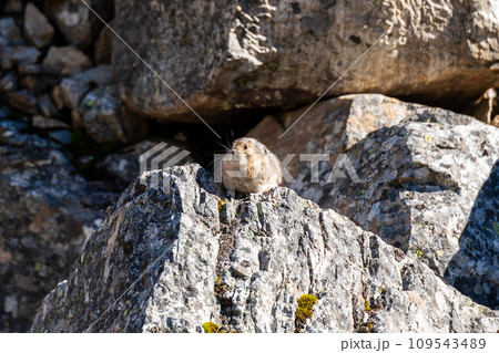 Pika in Moraine Lake Rockpile Trail. Banff National Park, Alberta, Canada. Pika in Moraine Lake Rockpile Trail. Banff National Park, Alberta, Canada. 109543489