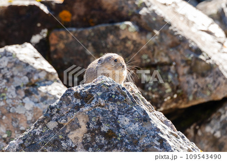 Pika in Moraine Lake Rockpile Trail. Banff National Park, Alberta, Canada. 109543490
