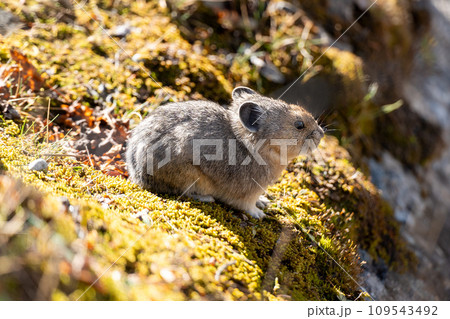 Pika in Moraine Lake Rockpile Trail. Banff National Park, Alberta, Canada. 109543492
