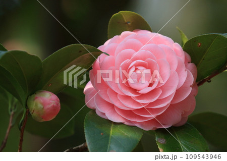 八重咲の椿　椿の花　千重咲の椿 109543946