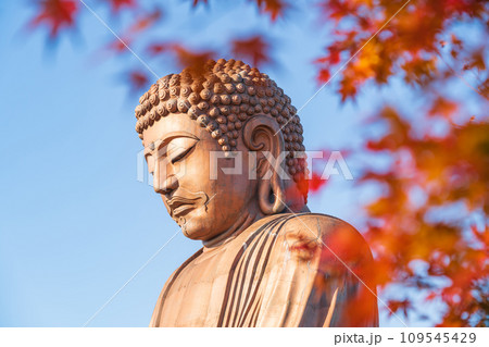 秋の聚楽園公園、聚楽園大仏〈愛知県東海市〉 109545429
