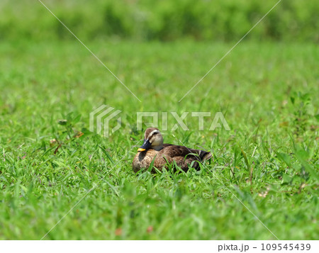 カルガモ カルガモ 109545439